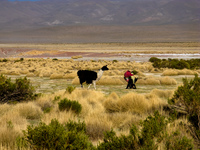 llama herder Tupiza, Potosi Department, Bolivia, South America