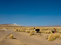 view--herding llama Tupiza, Potosi Department, Bolivia, South America