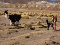 helping baby llama Tupiza, Potosi Department, Bolivia, South America