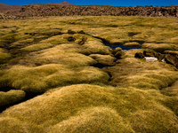 moss lake San Antonio, Potosi Department, Bolivia, South America