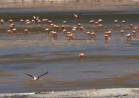 flying flamingos in laguna morejon San Antonio, Potosi Department, Bolivia, South America