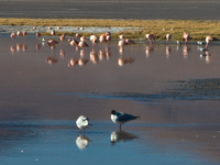 flamingos and black birds Laguna Colorado, Potosi Department, Bolivia, South America