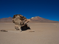 stone tree Laguna Colorado, Potosi Department, Bolivia, South America