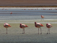 flamingo team Laguna Colorado, Potosi Department, Bolivia, South America