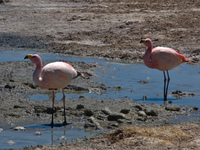 flamingo lover Laguna Colorado, Potosi Department, Bolivia, South America