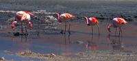 view--flamingos Laguna Colorado, Potosi Department, Bolivia, South America