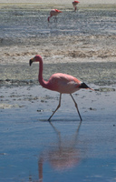 solo flamingo Laguna Colorado, Potosi Department, Bolivia, South America