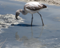 baby flamingo Laguna Colorado, Potosi Department, Bolivia, South America