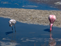 mother and baby flamingo Laguna Colorado, Potosi Department, Bolivia, South America