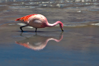 view--reflection of flamingo Laguna Colorado, Potosi Department, Bolivia, South America