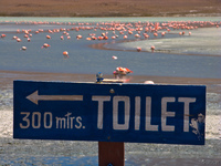 hello kitty toilet in honda lake Laguna Colorado, Potosi Department, Bolivia, South America