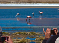 photographing flamingos Laguna Colorado, Potosi Department, Bolivia, South America