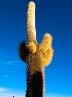 tallest catcus Salar de Uyuni, Potosi Department, Bolivia, South America