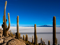 view--cactuses in salar de uyuni Salar de Uyuni, Potosi Department, Bolivia, South America