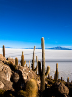 isla del pescado Salar de Uyuni, Potosi Department, Bolivia, South America