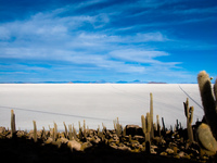 island of the fish Salar de Uyuni, Potosi Department, Bolivia, South America