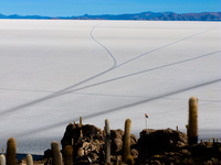 cactus desert Salar de Uyuni, Potosi Department, Bolivia, South America