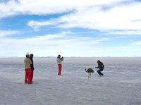 view--patting emu Salar de Uyuni, Potosi Department, Bolivia, South America