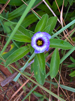 violet dream Samaipata, Santa Cruz Department, Bolivia, South America