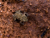 toad and frog Samaipata, Santa Cruz Department, Bolivia, South America