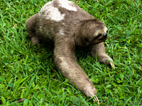 20091027132834_view--sloth