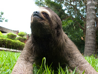 sloth attack Santa Cruz, Santa Cruz Department, Bolivia, South America