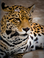 awakened jaguar Santa Cruz, Santa Cruz Department, Bolivia, South America