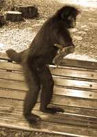 spider monkey hand panderer Santa Cruz, Santa Cruz Department, Bolivia, South America