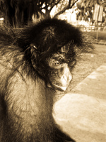 depressed spider monkey Santa Cruz, Santa Cruz Department, Bolivia, South America