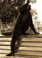 spider monkey drinks coca cola Santa Cruz, Santa Cruz Department, Bolivia, South America