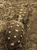 threesome turtle sex Santa Cruz, Santa Cruz Department, Bolivia, South America