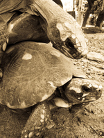 turtle porn Santa Cruz, Santa Cruz Department, Bolivia, South America