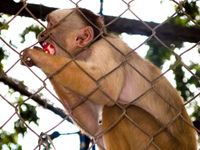 monkey in prison Santa Cruz, Santa Cruz Department, Bolivia, South America