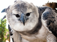 harpy falcon Santa Cruz, Santa Cruz Department, Bolivia, South America