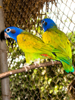 loro cabeza azul Santa Cruz, Santa Cruz Department, Bolivia, South America