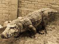 crocosaur Sucre, Santa Cruz Department, Bolivia, South America