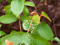 parasite leaves Sao Jorge, Goias (GO), Brazil, South America