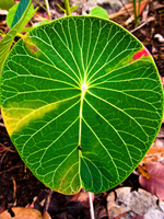 land lily Sao Jorge, Goias (GO), Brazil, South America