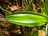 green metal Sao Jorge, Goias (GO), Brazil, South America