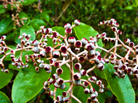 snow cherry Sao Jorge, Goias (GO), Brazil, South America