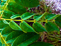 misty fern Sao Jorge, Goias (GO), Brazil, South America