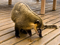 coati Foz do Iguassu, Puerto Iguassu, Parana (PR), Misiones, Brazil, South America