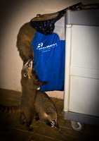 thieving coati Foz do Iguassu, Puerto Iguassu, Parana (PR), Misiones, Brazil, South America