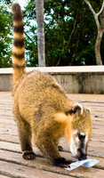 coatis food Foz do Iguassu, Puerto Iguassu, Parana (PR), Misiones, Brazil, South America