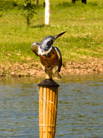 kingfisher in pantanal Fazenda Santa Clara, Mato Grosso do Sul (MS), Brazil, South America
