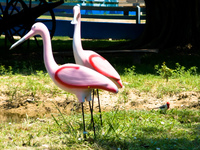 red headed cardinal and plastic flamingo Fazenda Santa Clara, Mato Grosso do Sul (MS), Brazil, South America