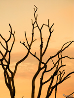 view--sunset bared tree Fazenda Santa Clara, Mato Grosso do Sul (MS), Brazil, South America