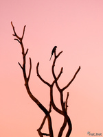 view--maccraw on sunset tree Fazenda Santa Clara, Mato Grosso do Sul (MS), Brazil, South America