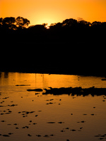 20091031061236_sunrise_crocodile