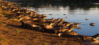 view--caiman hunting party Santa Clara Farm, Mato Grosso do Sul (MS), Brazil, South America
